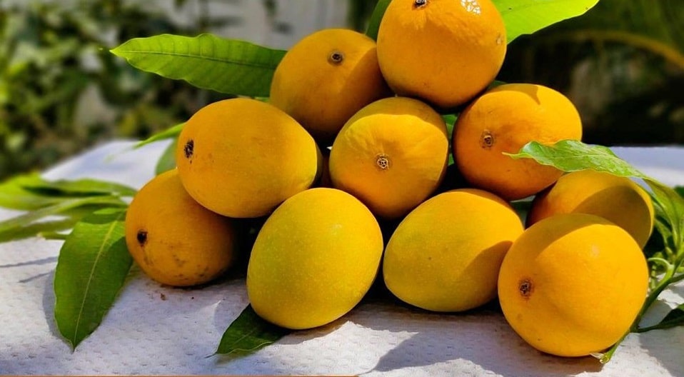 Ratnagiri Hapus Mango
